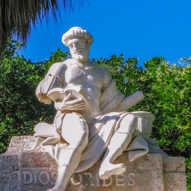 dioscurides_.jpg